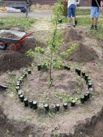 Kleiner Baum.jpg